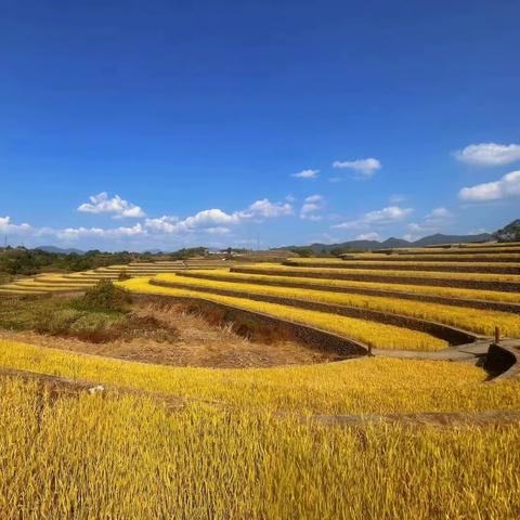 “党建引领践初心，助农割稻促振兴”主题党日活动——中国人寿新昌县支公司党支部