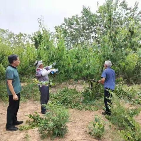 葛庄村红玉杏种植户学习剪枝技术