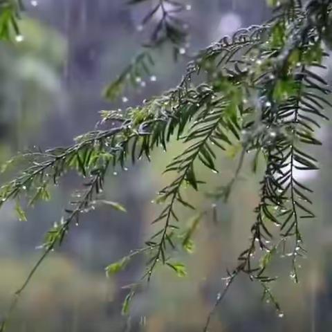 中二班户外课堂——“雨的印记”