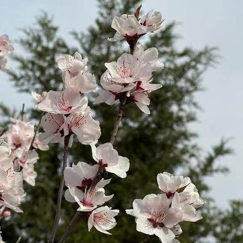 【锦盛达方圆学校】以学促教共成长--青蓝工程教学活动