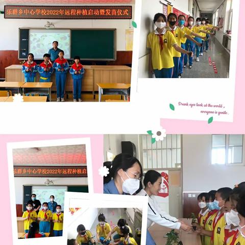 【乐小劳动】秧苗定植与养护——乐群乡中心学校远程种植活动