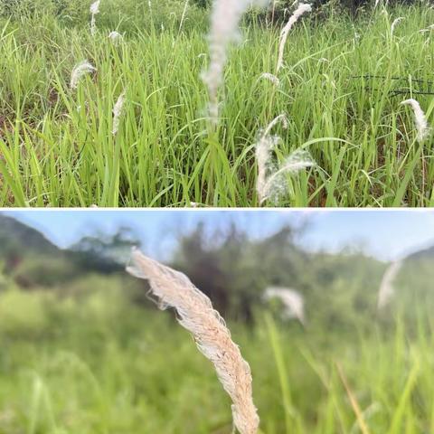 莲花小学二（16）班素质教育——成果展示