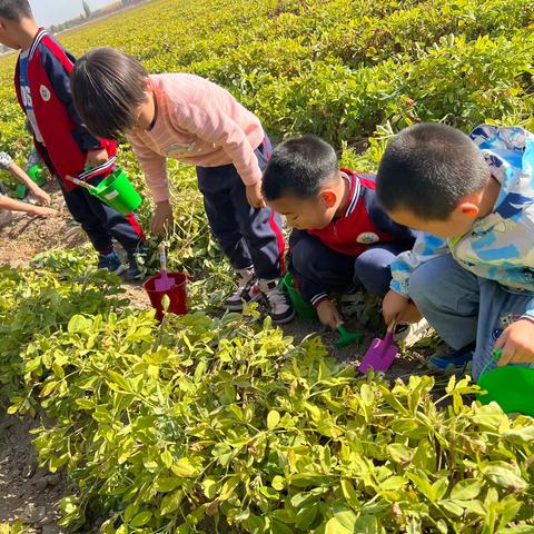 “探索自然、好事花生🥜”——艺鑫二幼苗苗班🔟月研学之旅