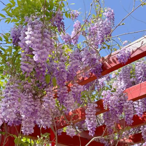 青州市北关幼儿园中四班—《春日限定》