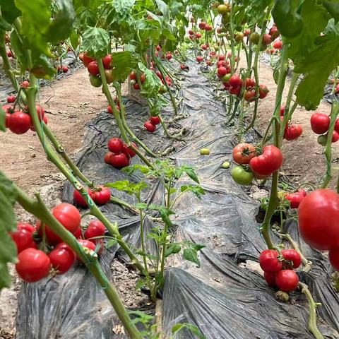 春风暖三月，采摘赴美好