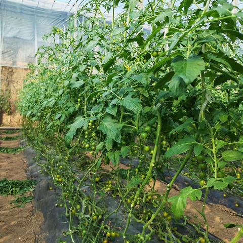 田园采摘乐 银行伴同行——奎文梨园街支行客户采摘活动圆满举行