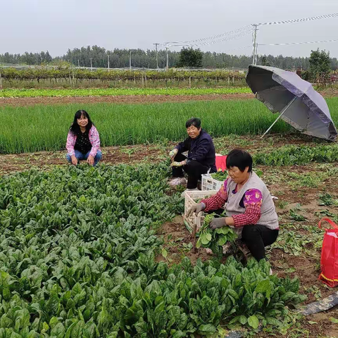 送技术、送服务，科技特派员为乡村振兴赋能添智