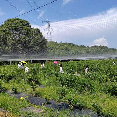 劳动光荣    实践育人  董家村开展采摘蓝莓义务实践活动