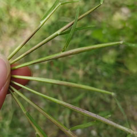 【桥见未来·教育随笔】时光知味，岁月生香。花朵满载着岁月的契机与积累，吐露花苞。