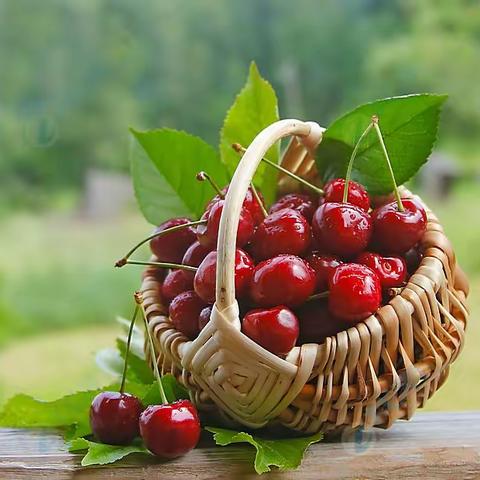 🍒樱桃熟了！