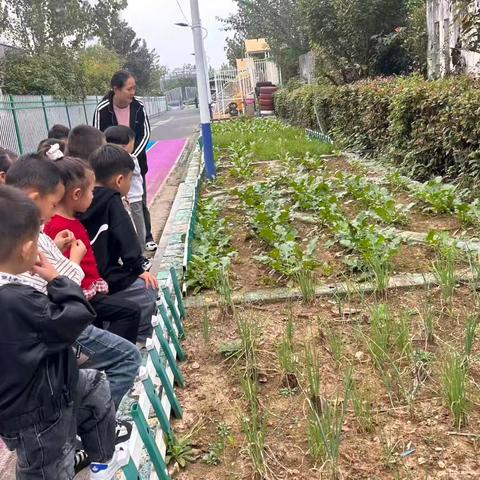 水晶苑幼儿园中二班第六周精彩瞬间