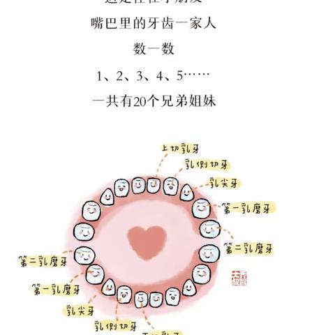 牙牙乐——探寻牙齿的秘密🦷