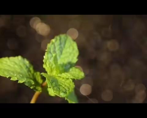 【伶俐君悦海棠幼儿园】—“已然谷雨季·万物皆可期”谷雨节气活动剪影