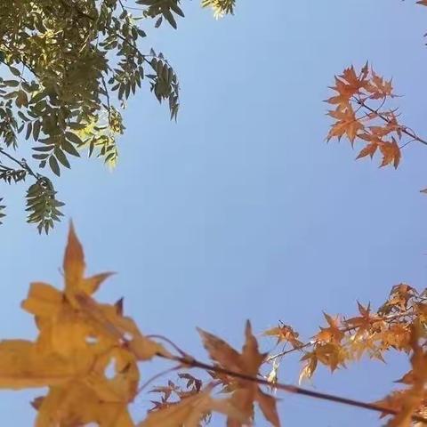 玩转树叶🍂