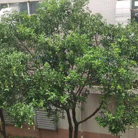 工厂里的芒果采摘记 一一汇强体育公司