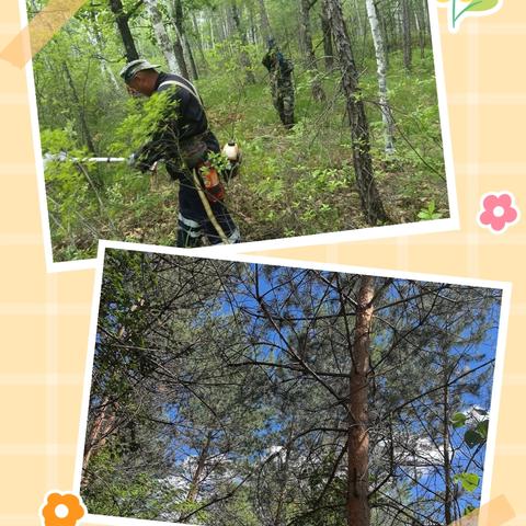 共筑绿色生态屏障 --跃进林场开展退化林修复工作