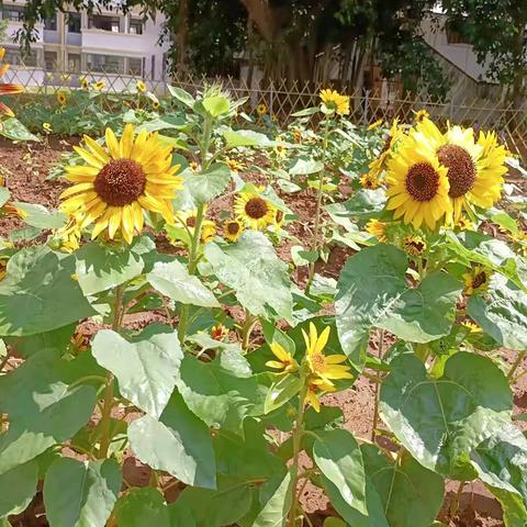 向阳而生花正好，一举夺魁正当时——文昌市华侨中学举行初一年级给毕业班赠送向日葵仪式