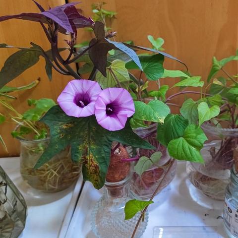 中班主题活动《拔呀拔》