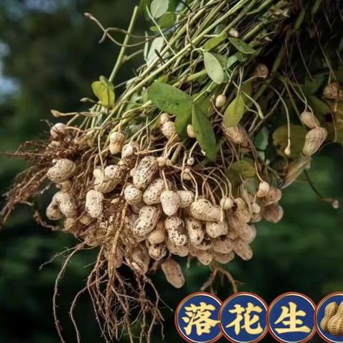 🌟🌟小班秋季作品《地里的落花生🥜》