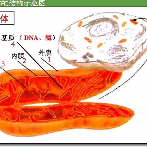 文柏.优食禄健康海报：