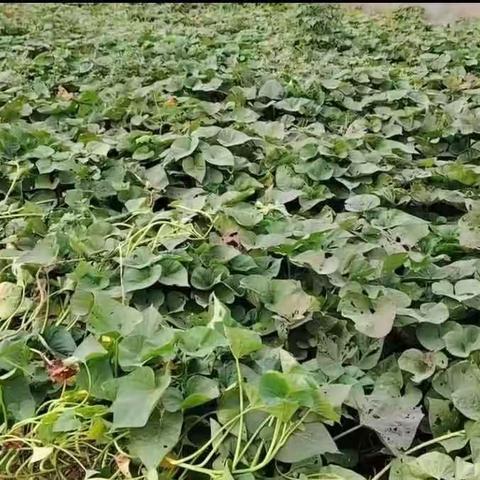 🍀京师幼学幼儿园“乐在秋天  薯你最棒”小一班秋季自然课程！