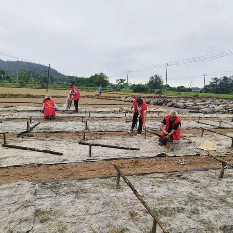 党建引领木耳产业，助力乡村振兴