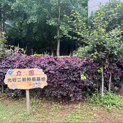 青葱岁月