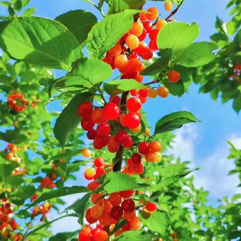 广旺七五六幼稚园朵三班 ﻿第九、十周精彩回顾