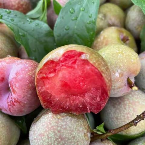 送礼佳品红心李子开始预订啦！！！