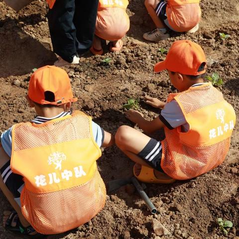 农耕润童心  劳动悟真知 ——大司巷小学三（9）班花儿中队劳动实践活动