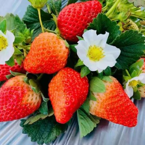 心园幼儿园天蓝班～食育方案《“莓”好时光》🍓🍓🍓