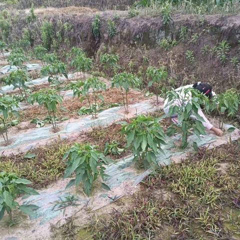 五一劳动节|劳动最光荣！致敬最美劳动者！