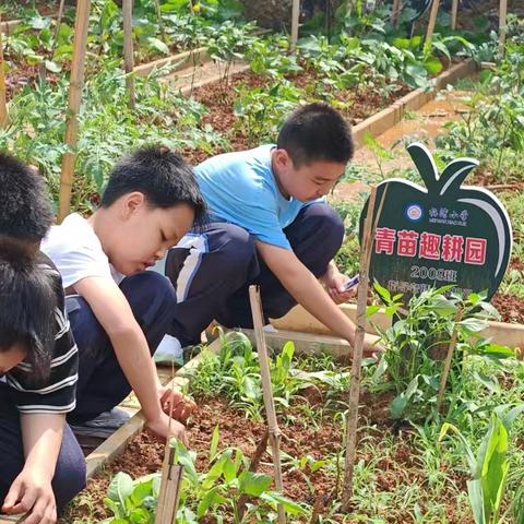 ‍青苗趣耕园 ‍校园的一角，梅湾小学六年级（9）班一方小小的“青苗趣耕园”，成了孩子们最生动的自然课堂。从春种到冬收，一抔红土、一片绿叶，都藏着他们亲手种下的四季。