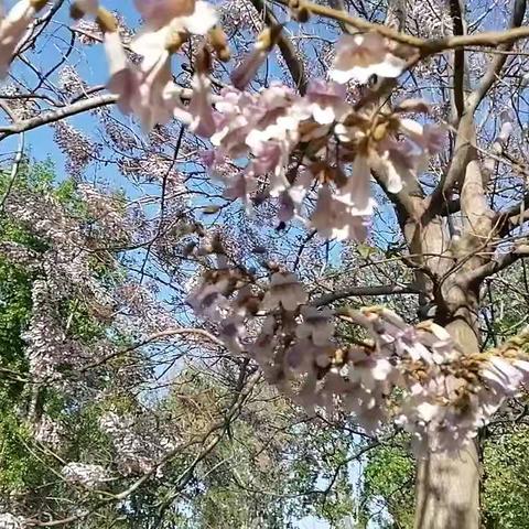 来自江西的老俵： ﻿一路踏着花期，酿造甜蜜事业