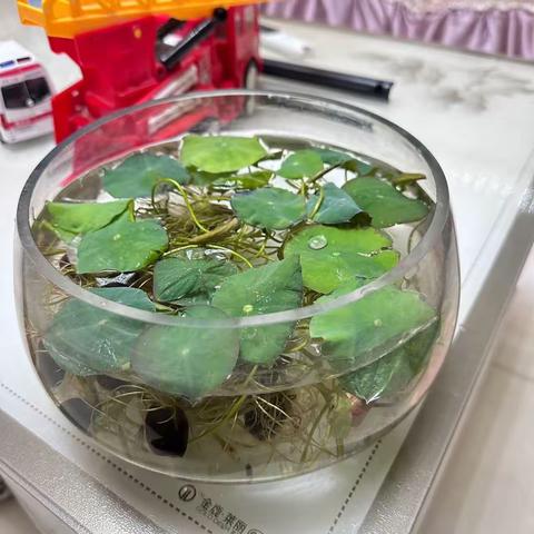 【芦趣·种植体验】播种希望，静待曙光——记库尔勒市第二十二中学四年级语文特色作业展