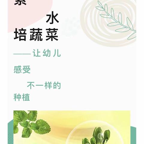 课程故事||中一班《水培生菜》