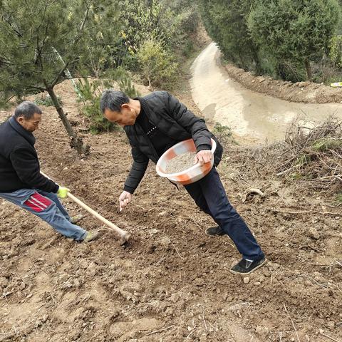 蓝田县农技中心龚主任一行到安家山村指导中药材种植