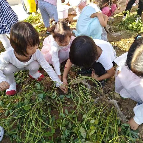 花生奇遇记——轻工幼儿园祥云十班收花生🥜日记