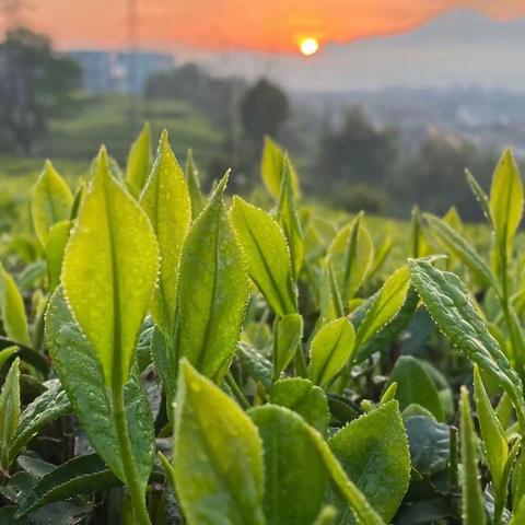 海狮班十一月主题茶