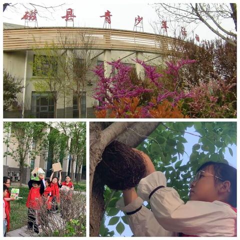 孩子们和小鸟在春天里相遇——磁县青少年活动中心