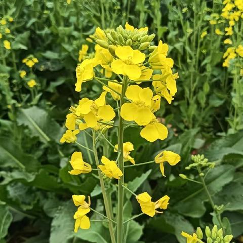 “油”为🈶趣——巨化三小四（2）班启智科技小组种植实践活动