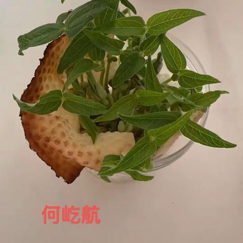 绿豆发芽记