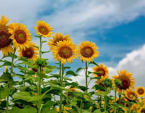 🌻秋风习习，向阳花开🌻