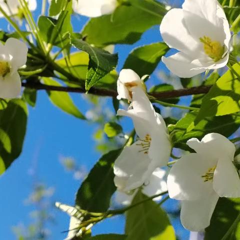 美丽的北疆之花