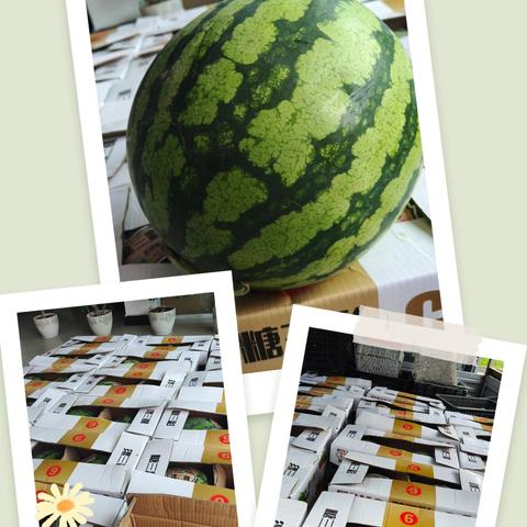 夏日炎炎，有你很甜--精铸钛分厂开展高温慰问