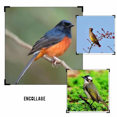 【锦绣·家校合育】🌲森林之家🌲——同在蓝天下，人鸟共家园