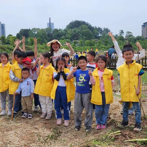 夏日悠悠，菜香浓浓——怀化雅礼学校2104班油菜丰收纪实