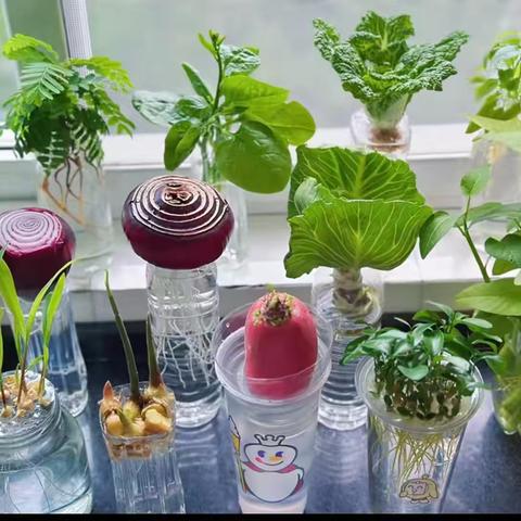 小花匠种植社团
