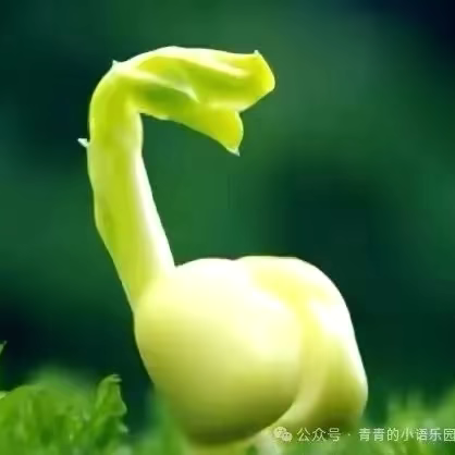 【写着玩儿】精彩纷呈的经典文化艺术节 长葛市第一小学（二十）