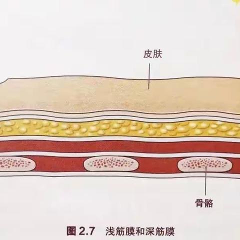 健康利器——筋膜刀，一推一刮，远离病痛